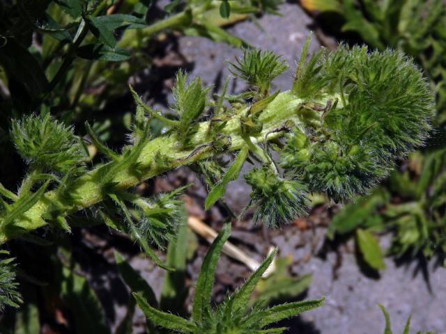 Fasciace stonku hadince obecného (Echium vulgare L.) (2a)