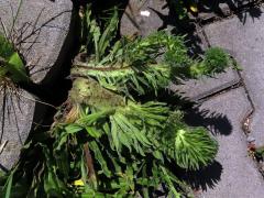 Fasciace stonku hadince obecného (Echium vulgare L.) (3a)