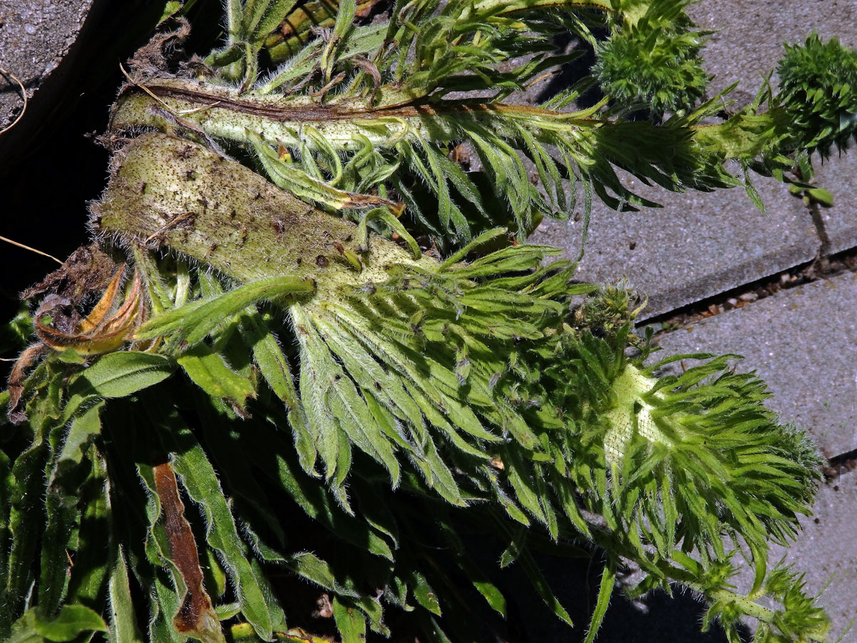 Fasciace stonku hadince obecného (Echium vulgare L.) (3b)