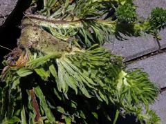 Fasciace stonku hadince obecného (Echium vulgare L.) (3b)