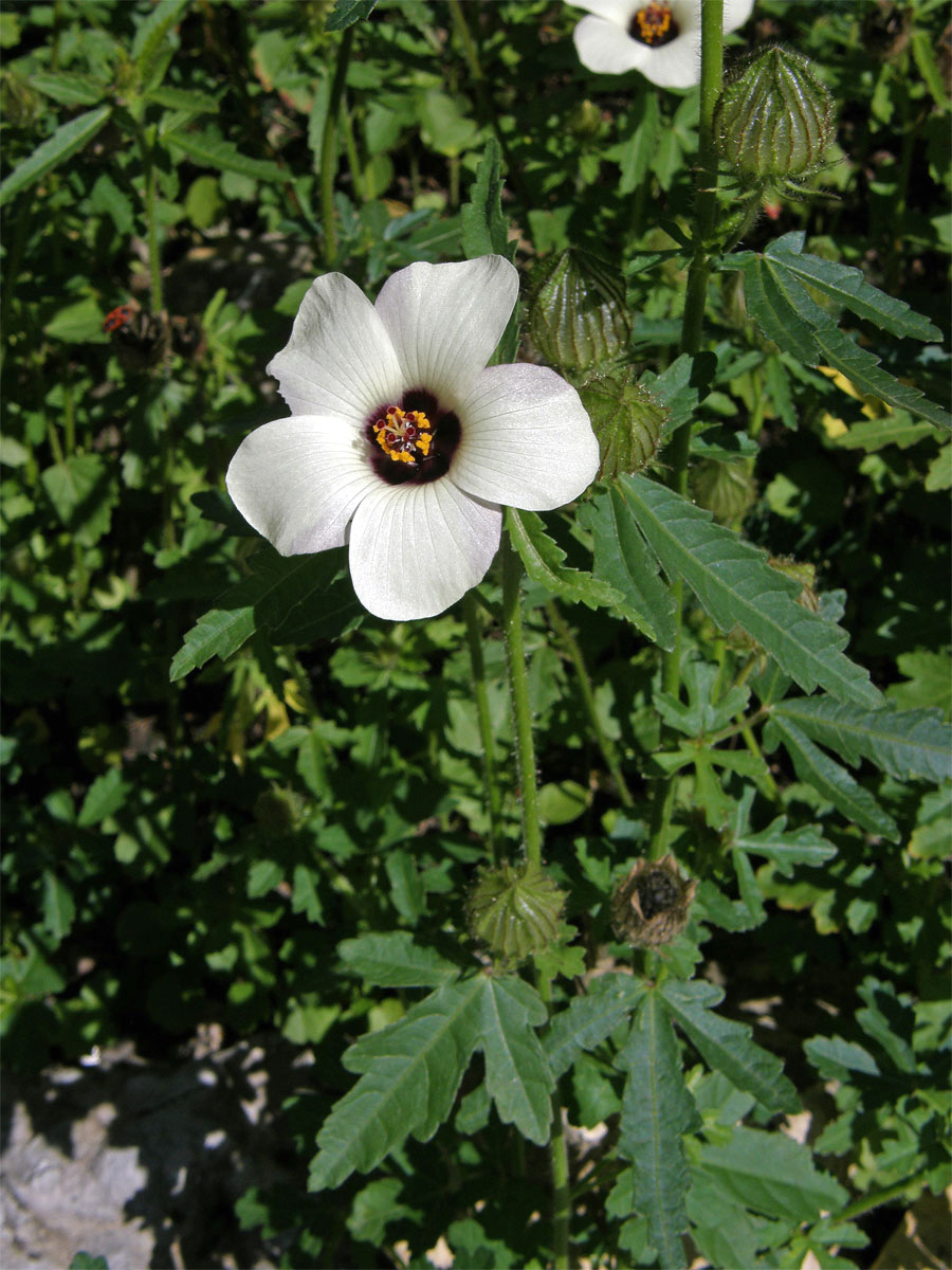 Ibišek trojdílný (Hibiscus trionum L.)