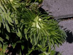 Fasciace stonku hadince obecného (Echium vulgare L.) (3c)