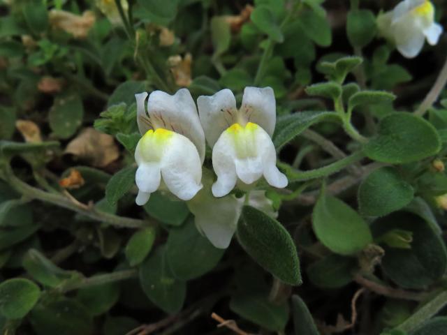 Hledík (Antirrhinum sempervirens Lapeyr.)