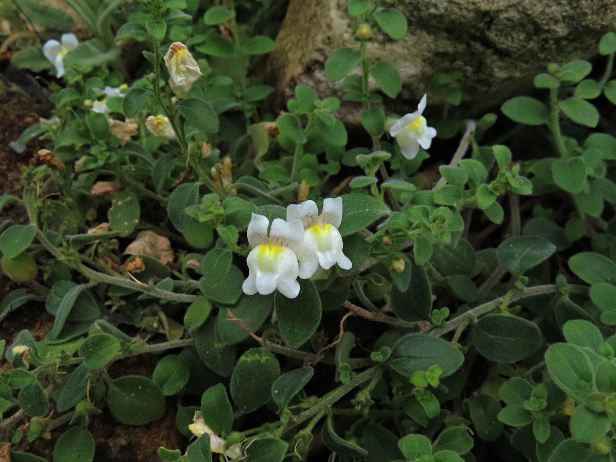 Hledík (Antirrhinum sempervirens Lapeyr.)