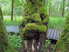 Nádor na bříze bělokoré (Betula pendula Roth) (114)