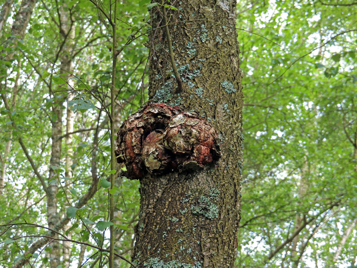 Nádor na bříze bělokoré (Betula pendula Roth) (115)