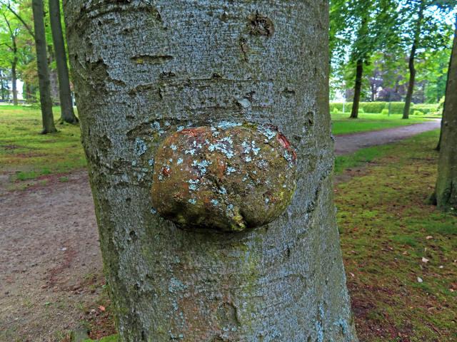 Nádor na buku lesním (Fagus sylvatica L.) (46)