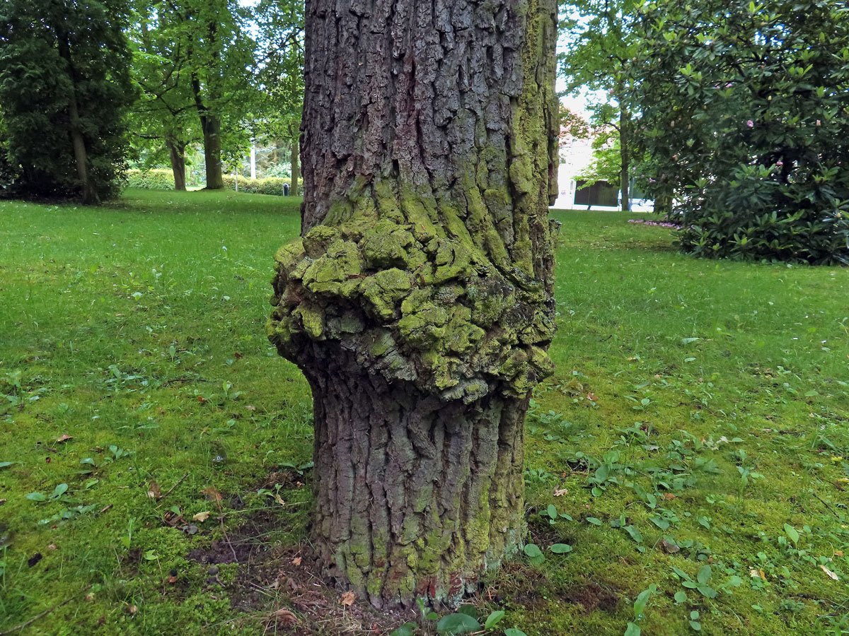 Nádor na dubu červeném (Quercus rubra  L.) (67)