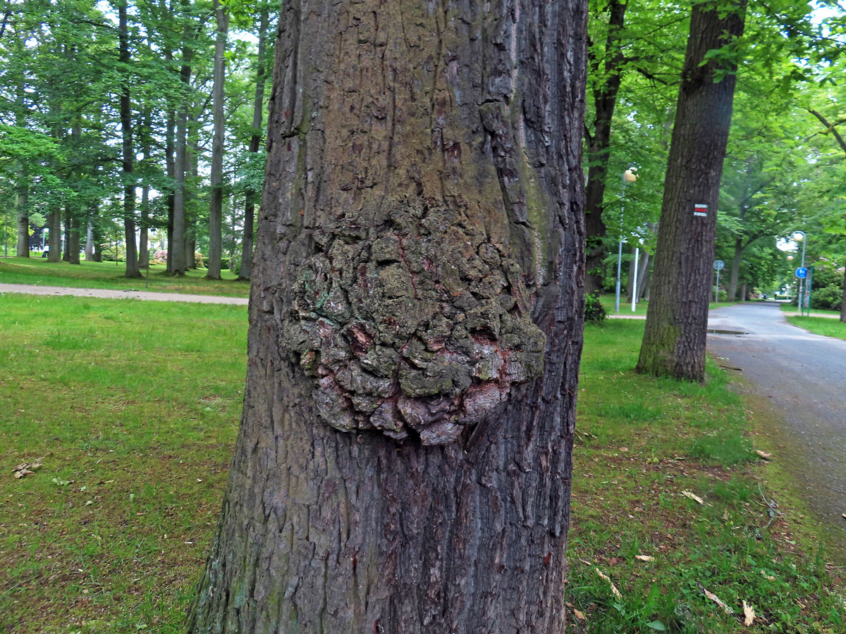 Nádor na dubu červeném (Quercus rubra  L.) (68)