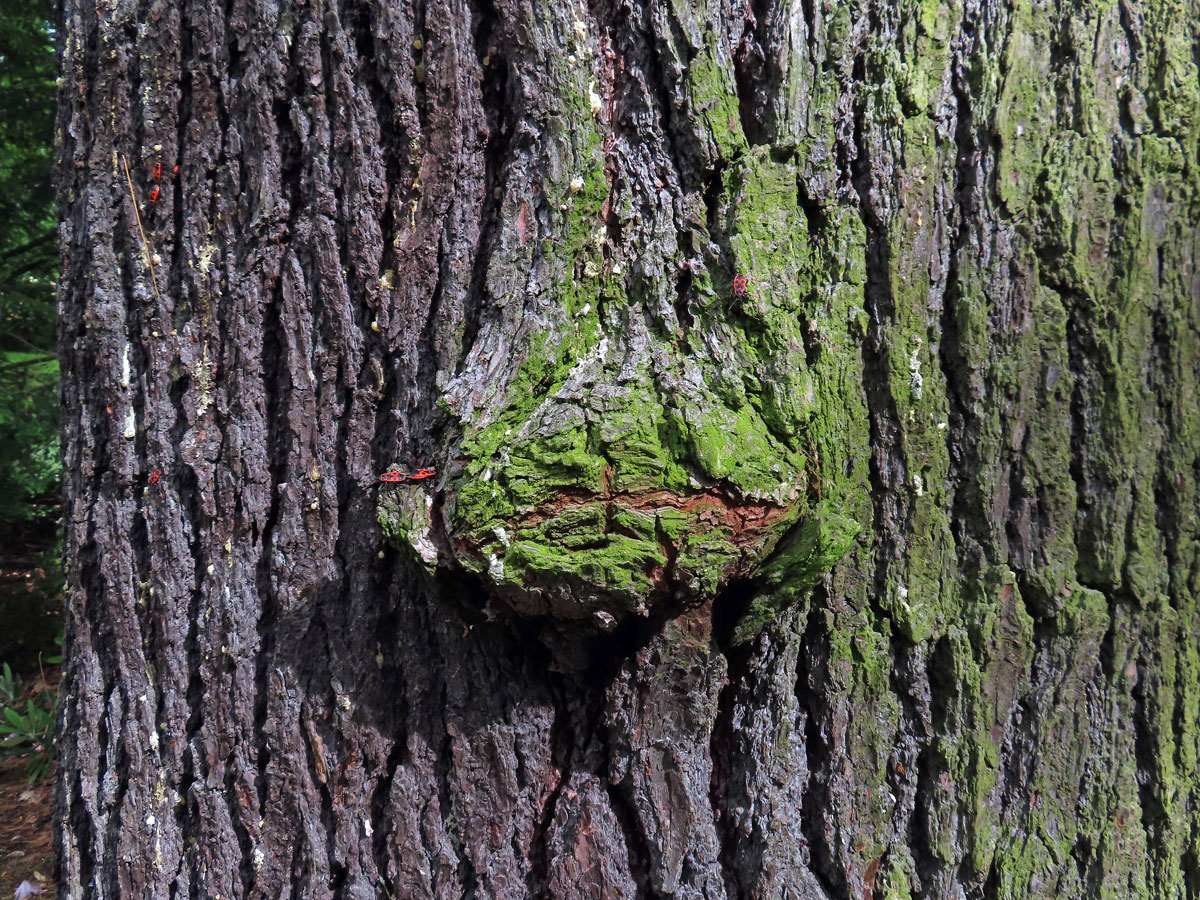 Tumor na borovici vejmutovce (Pinus strobus L.) (52)