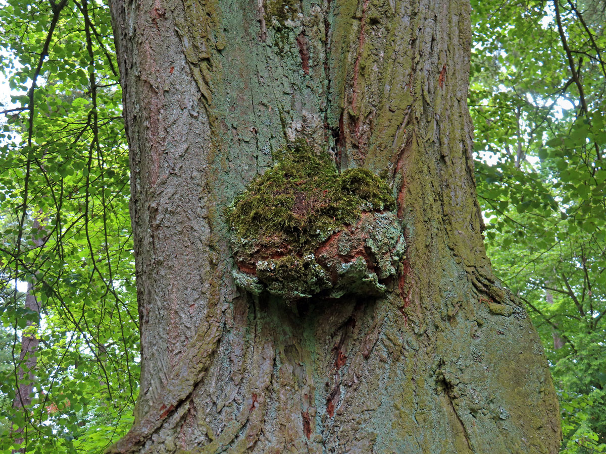 Lípa velkolistá (Tilia platyphyllos Scop.) (78) s nádorem na kmeni