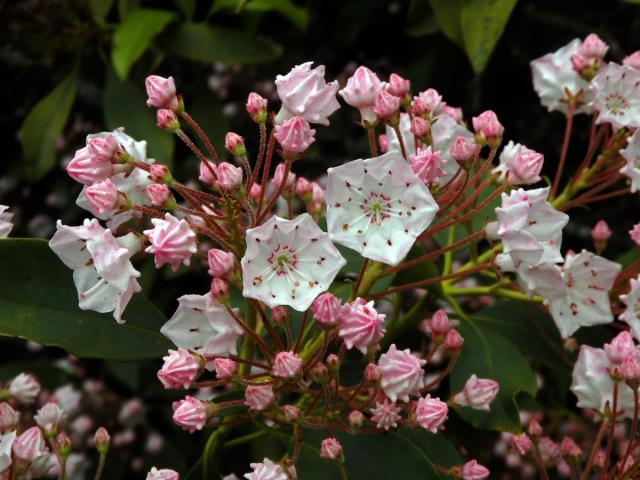 Kalmia latifolia L.