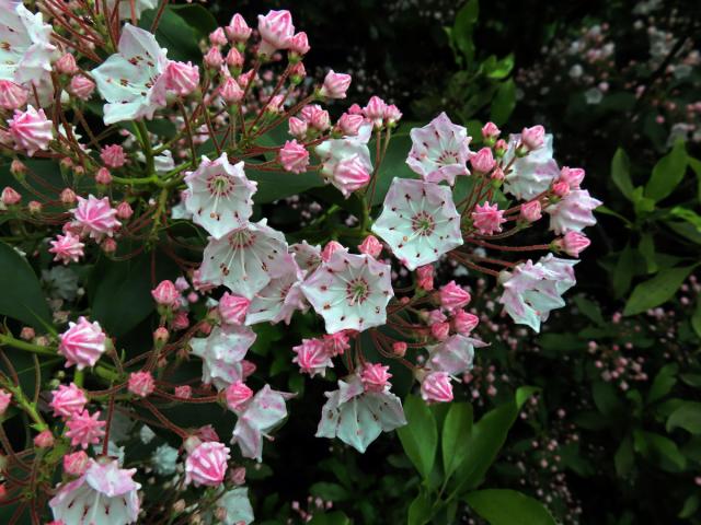 Kalmia latifolia L.