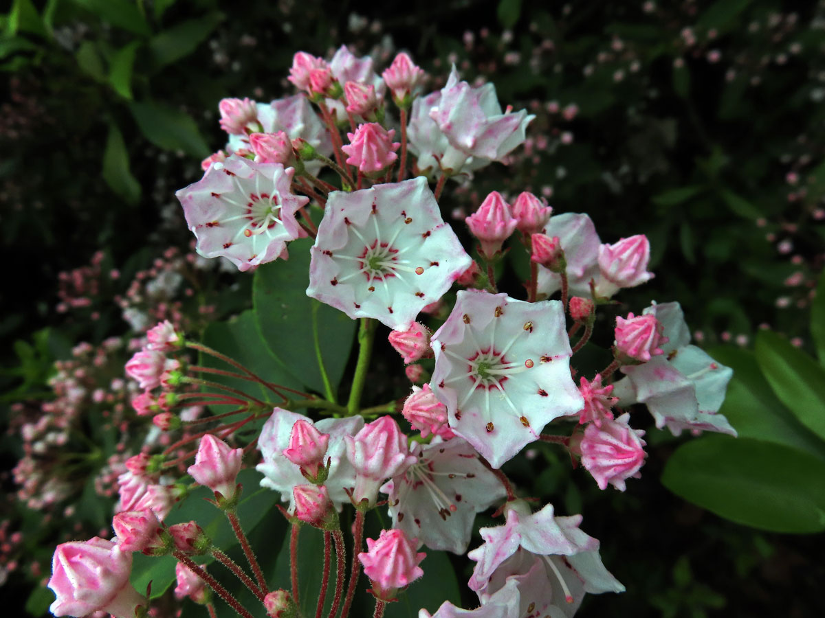 Kalmia latifolia L.