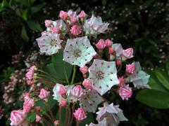 Kalmia latifolia L.