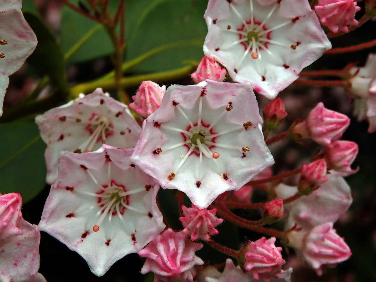 Kalmia latifolia L.