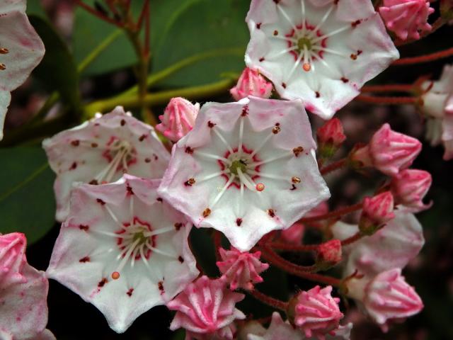 Kalmia latifolia L.