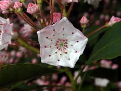 Kalmia latifolia L.