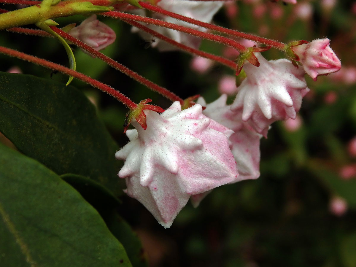 Kalmia latifolia L.