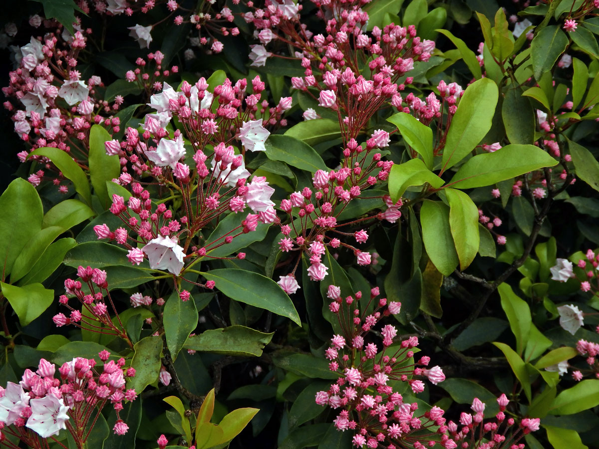 Kalmia latifolia L.