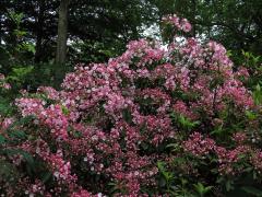 Kalmia latifolia L.