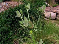 Máčka agávolistá (Eryngium agavifolium Griseb.)