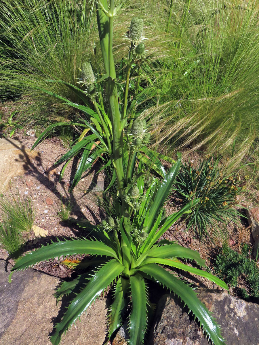 Máčka agávolistá (Eryngium agavifolium Griseb.)