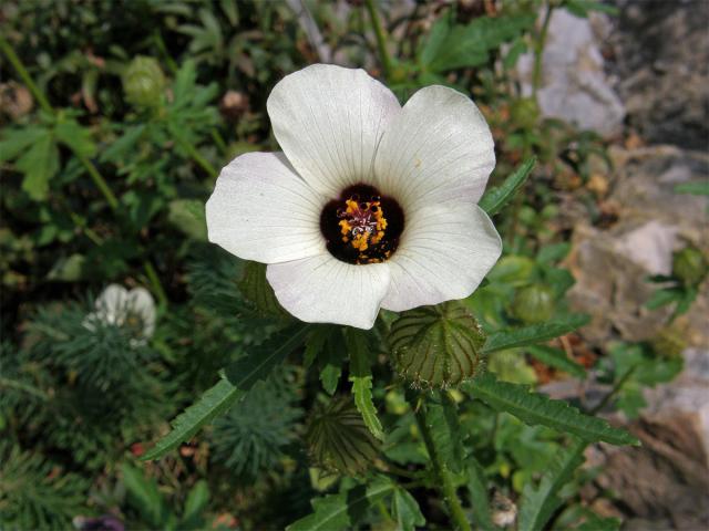 Ibišek trojdílný (Hibiscus trionum L.)