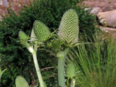 Máčka agávolistá (Eryngium agavifolium Griseb.)