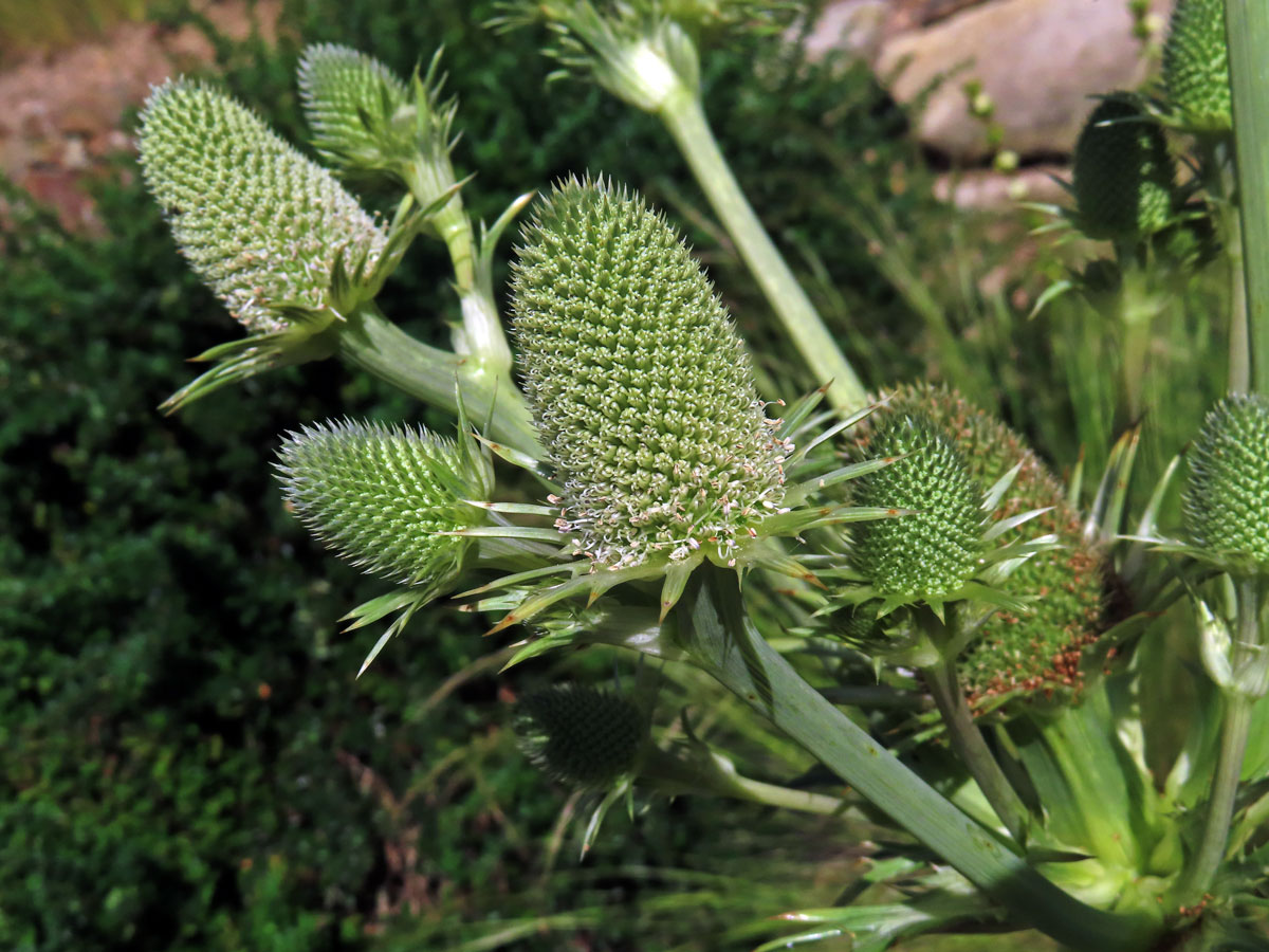 Máčka agávolistá (Eryngium agavifolium Griseb.)