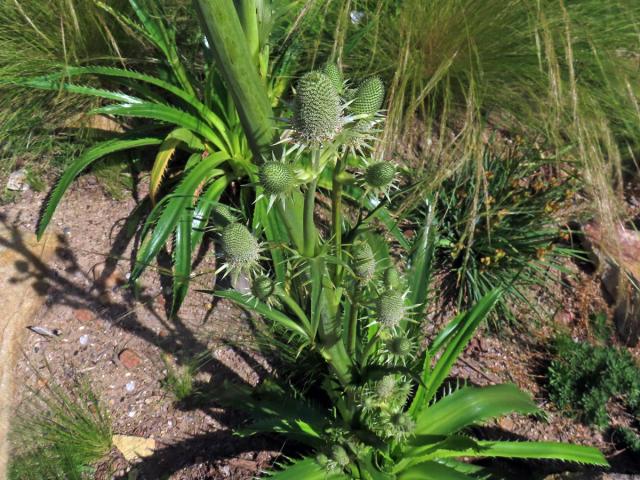 Máčka agávolistá (Eryngium agavifolium Griseb.)