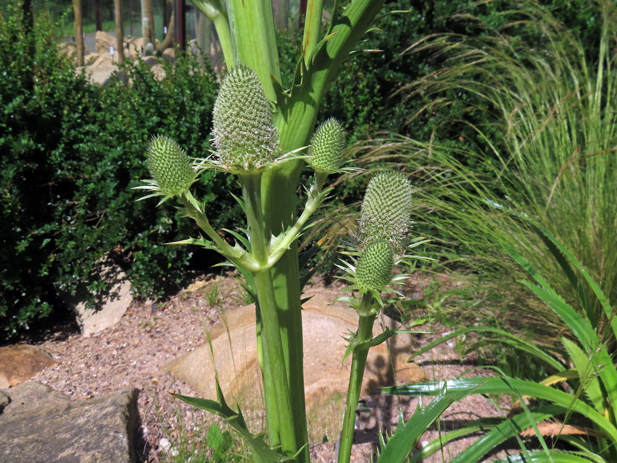 Máčka agávolistá (Eryngium agavifolium Griseb.)