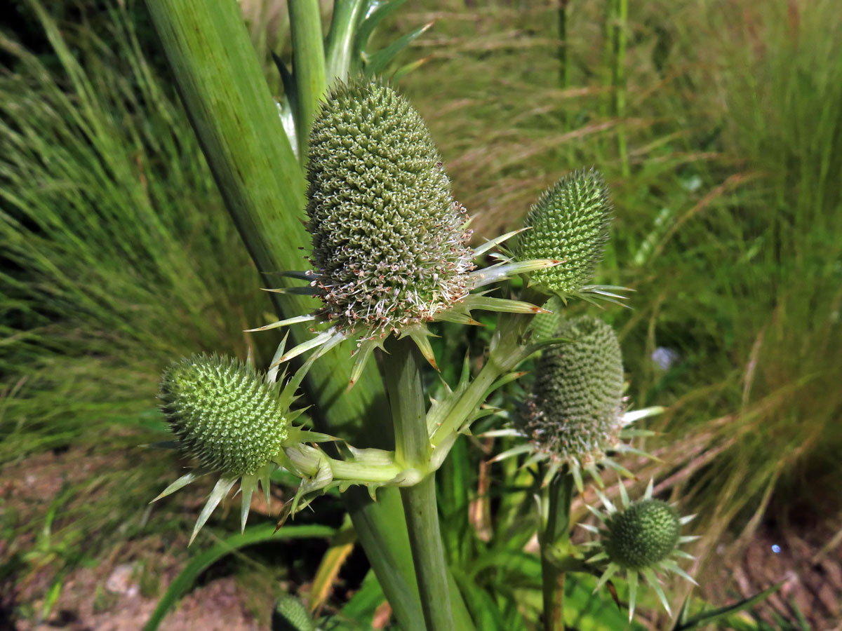 Máčka agávolistá (Eryngium agavifolium Griseb.)