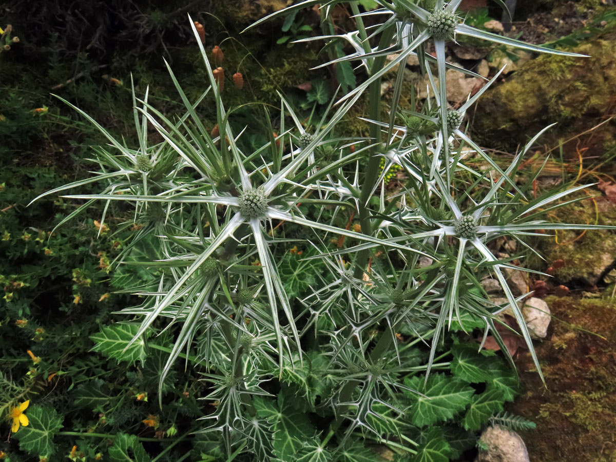 Máčka různolistá (Eryngium variifolium Coss.)