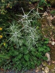 Máčka různolistá (Eryngium variifolium Coss.)