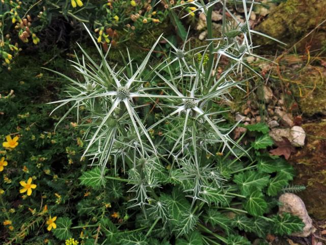 Máčka různolistá (Eryngium variifolium Coss.)