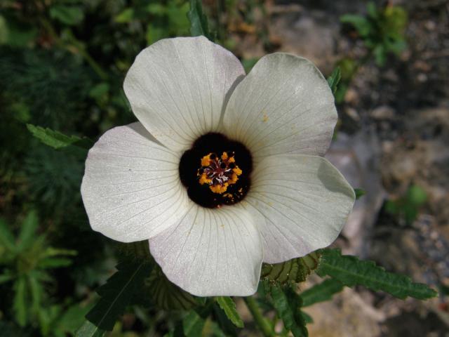 Ibišek trojdílný (Hibiscus trionum L.)