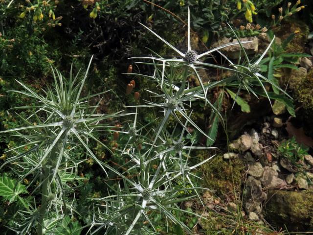 Máčka různolistá (Eryngium variifolium Coss.)