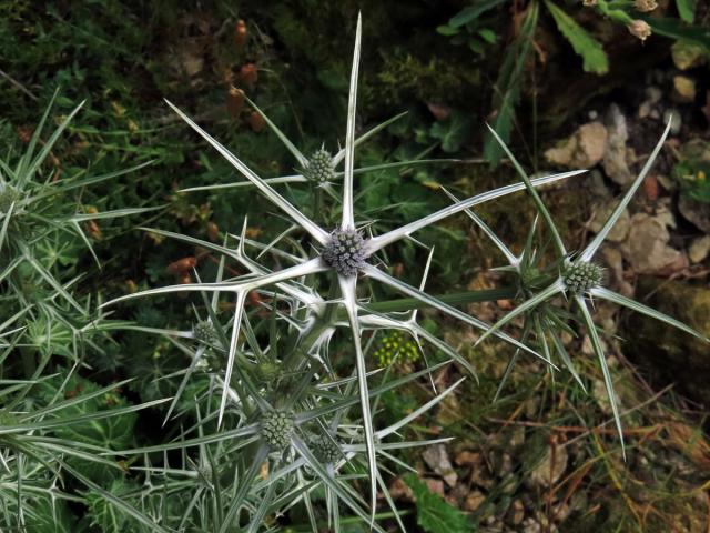 Máčka různolistá (Eryngium variifolium Coss.)