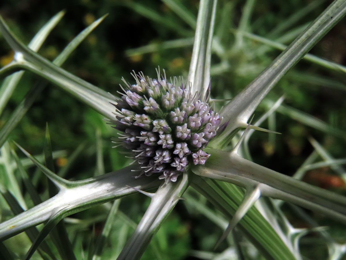 Máčka různolistá (Eryngium variifolium Coss.)