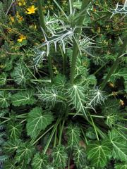 Máčka různolistá (Eryngium variifolium Coss.)