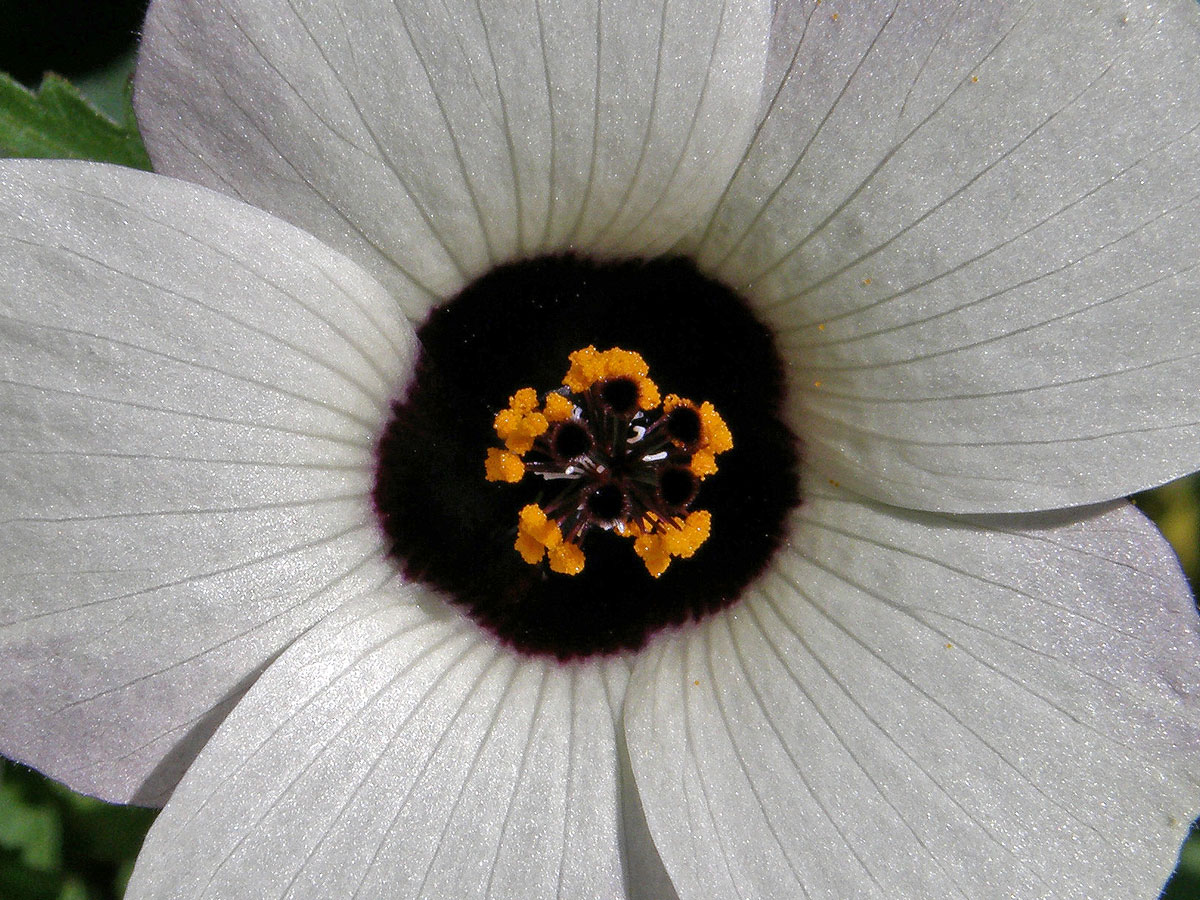 Ibišek trojdílný (Hibiscus trionum L.)