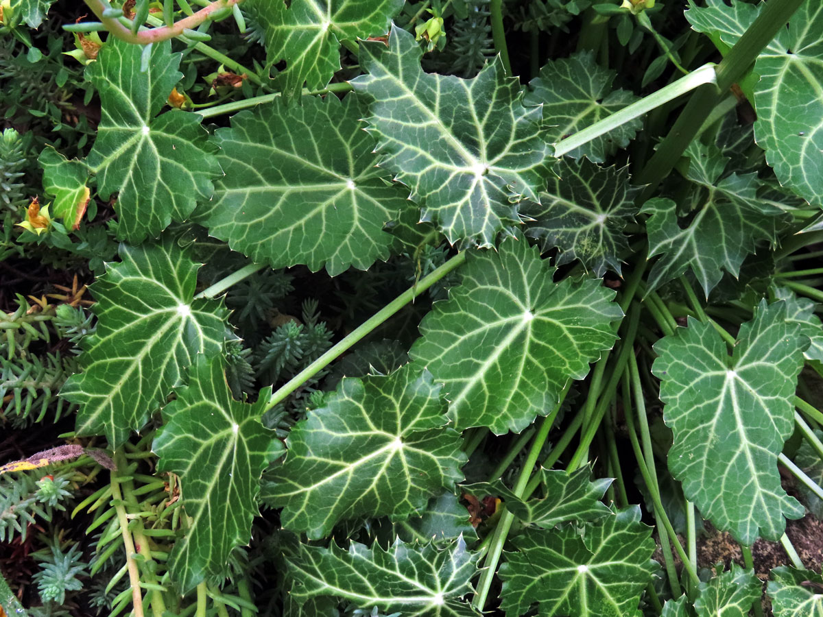 Máčka různolistá (Eryngium variifolium Coss.)