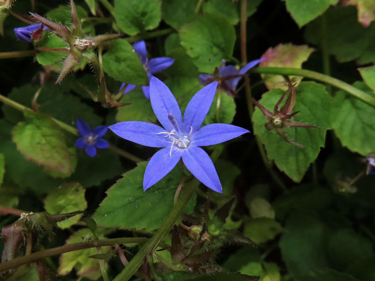 Zvonek garganský (Campanula garganica Ten.), šestičetný květ (15)