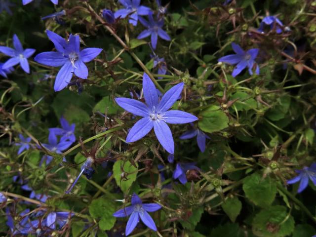 Zvonek garganský (Campanula garganica Ten.), šestičetný květ (16)