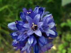 Zvonek hadincovitý (Campanula cervicaria L.), šestičetný květ (17)