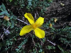 Třezalka olympská (Hypericum olympicum L.), čtyřčetný květ (13)