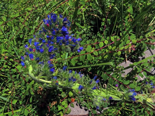 Fasciace stonku hadince obecného (Echium vulgare L.) (1m)