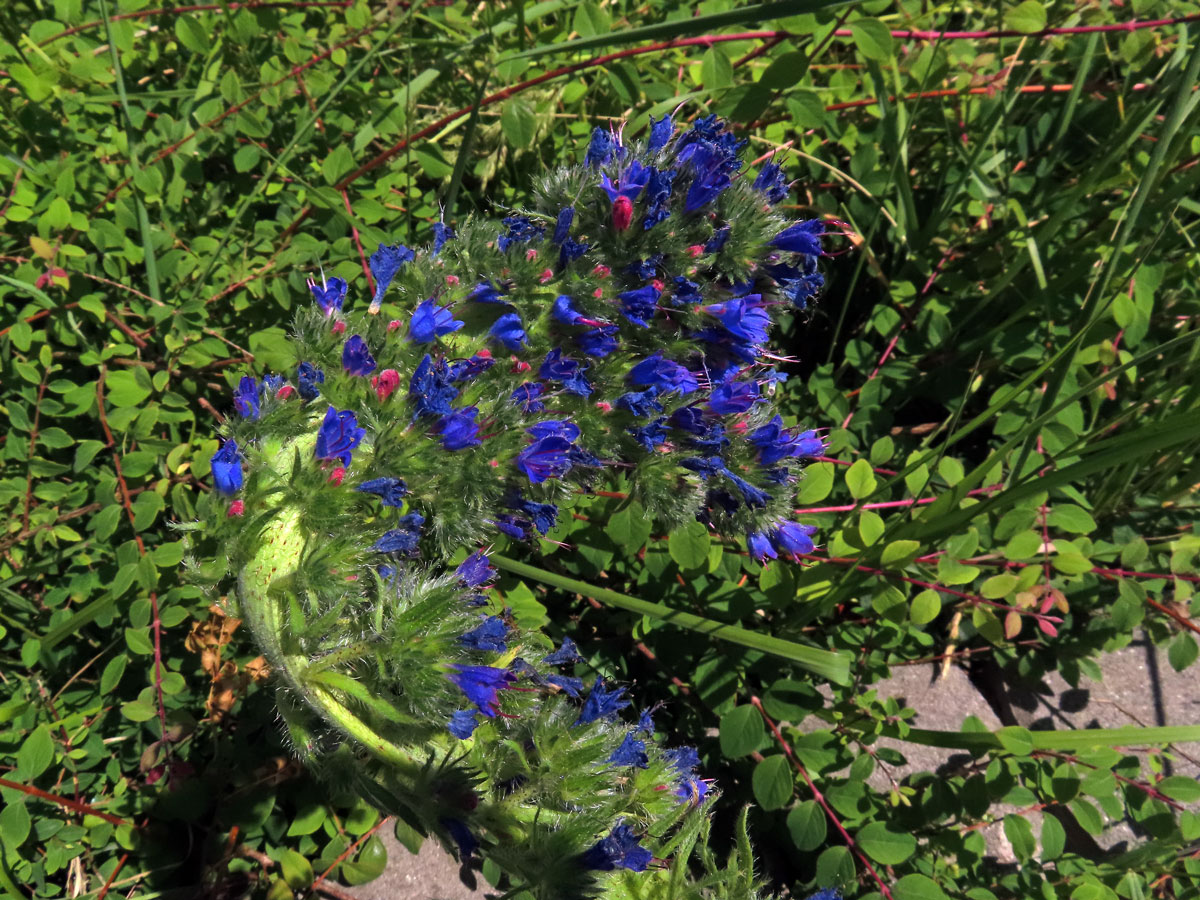 Fasciace stonku hadince obecného (Echium vulgare L.) (1n)