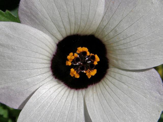 Ibišek trojdílný (Hibiscus trionum L.)